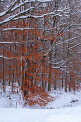 Rust colorde leaves on tree in a snowy landscape