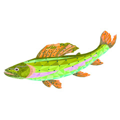 Grayling (Thymallus)beautiful predatory fish low-polygon on white  background  vector  illustration editable hand draw