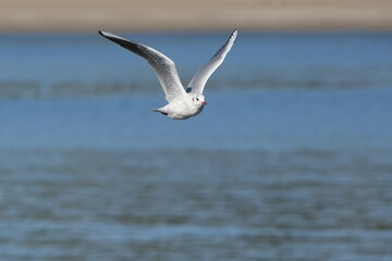 black headed gull in a seashore