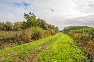 Wide unpaved grass path between reeds, shrubs and trees. It is a cloudy day in the autumn season and the leaves are already starting to change color. The photo was taken in a Dutch nature reserve.