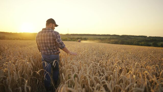 Man farmer agronomist gently touching ripe wheat with care walking on field at sunset, rear view. Growing plants, rich crop. Working on farm, harvesting, farming, food production agribusiness concept.