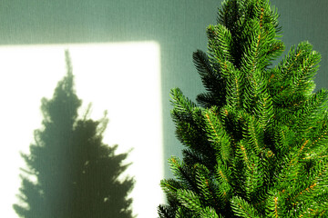 Green Christmas tree and a shadow on the wall. Beautiful Christmas background. Lush green spruce with beautiful long needles. New Year background. Close-up. Natural nature. Holiday event. Abstract