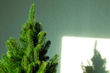 Green Christmas tree and a shadow on the wall. Beautiful Christmas background. Lush green spruce with beautiful long needles. New Year background. Close-up. Natural nature. Holiday event. Abstract