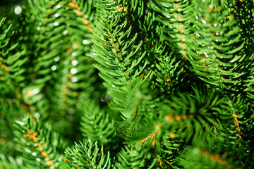 Green Christmas tree. Beautiful Christmas background. Lush green spruce with beautiful long needles. New Year background. Close-up. Natural nature. Holiday event. Abstract beauty. Magnificent blur