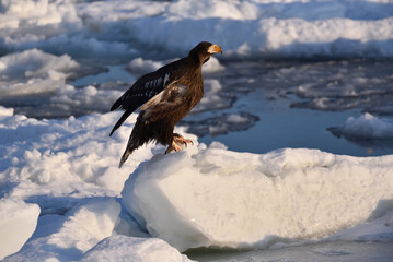Bird watching with floating ices in winter