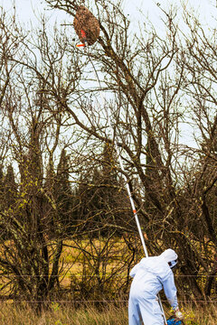 Traitement pour destruction de nid de frelons asiatiques