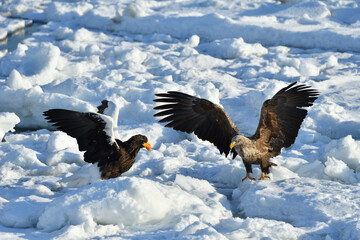 Bird watching with floating ices in winter