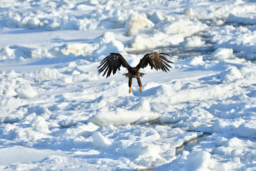 Bird watching with floating ices in winter