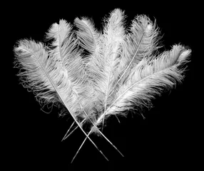 Foto auf Acrylglas Bunch of ostrich feathers on black © Anneke