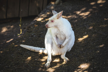 Albino-Känguru stehend