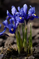 Poster Blue iris reticulata - bulbous plants. Iris reticulata - spring blue flowers on brown soil background. © tygrys74