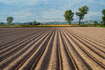 Rural landscape on the Fucino, Abruzzo, Italy