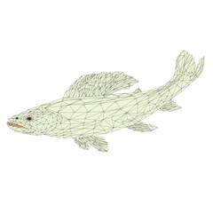 Grayling (Thymallus)beautiful predatory fish outline low-polygon on white  background  vector  illustration editable hand draw