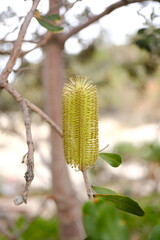 Banksia