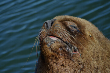 Patagonian sea lion in the Pacific Ocean