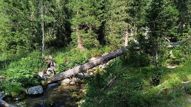 An old log is piled across the bed of a mountain stream flowing through a dense coniferous forest on a sunny summer day. Jerboa river, Ergaki Nature Park, Krasnoyarsk Territory, Siberia, Russia.
