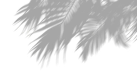 Palm leafs shadow shade moving relaxation cutout transparent backgrounds 3d render png