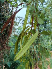 A plant with beautiful seeds