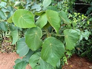 Macaranga tanarius is a plant found in South East Asia, Thailand, Papua New Guinea, South China, Taiwan, and eastern Australia. It is commonly seen as a pioneer species in disturbed rainforest areas. 
