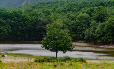Fototapeta na wymiar Un arbre prés d'un lac à akfadou, lac noir