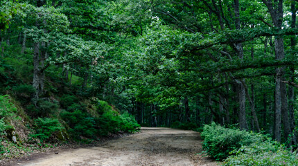 Massif forestier de l'Akfadou  richesse remarquables tant en flore qu'en faune,