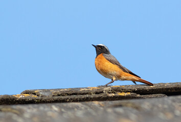 Common redstart, Phoenicurus phoenicurus. A male bird sits on an old slate roof