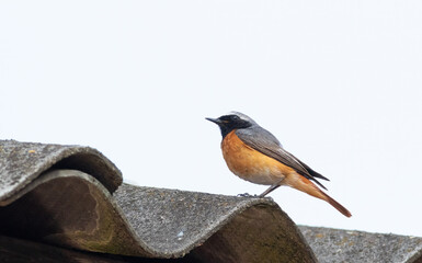 Common redstart, Phoenicurus phoenicurus. A male bird sits on an old slate roof