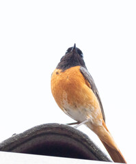 Common redstart, Phoenicurus phoenicurus. A male bird sits on the roof of a house
