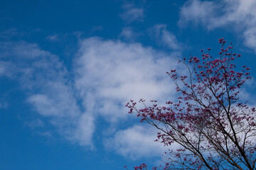 Ipê rosa sob céu azul