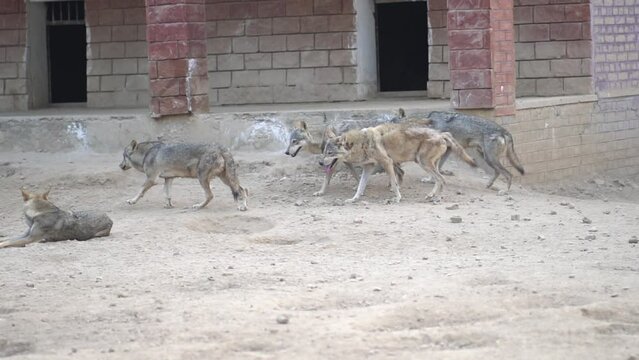 pack of Arabian Wolves (Canis lupus arabs) chasing the female for a chance to breed at a zoo, predator reproduction, beast breeding.