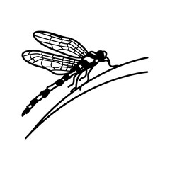 dragonfly icon