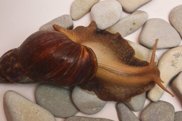A large brown Achatina snail has poked out of its shell and lies on sea stones on a light background. © Елена Пантюхина