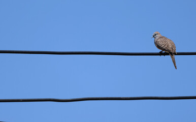 A dove perched on a pair electric wire alone. On a clear day