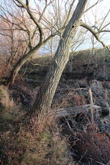 A tree with moss growing on it