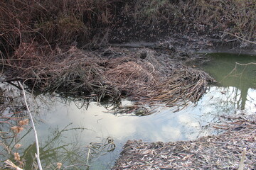 A small stream of water