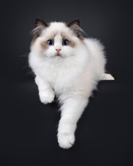 Pretty seal bicolored Ragdoll cat kitten, hanging relaxed over edge facing front. Looking towards camera with deep blue eyes. Isolated on a black background.