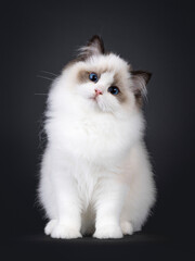 Pretty seal bicolored Ragdoll cat kitten, sitting up facing front. Looking towards camera with deep...