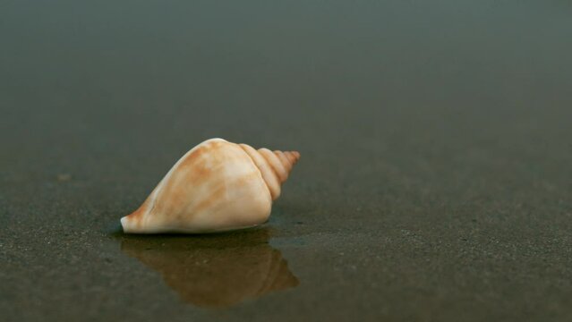 Lone seashell on the beach at sunrise. Blurred background