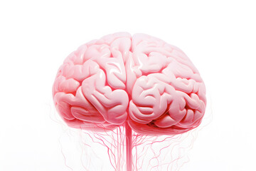 Pink human brain  illustration isolated on white background
