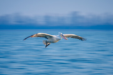 Fototapeta na wymiar Slow pan of pelican gliding across water