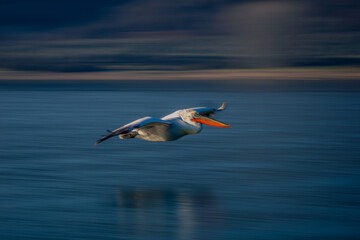 Fototapeta na wymiar Slow pan of pelican gliding down shoreline