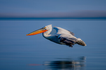 Slow pan of pelican gliding over water