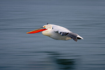 Fototapeta na wymiar Slow pan of pelican crossing smooth water