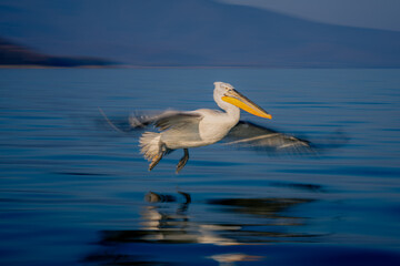 Fototapeta na wymiar Slow pan of pelican gliding over lake