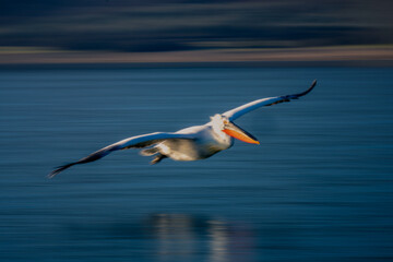 Fototapeta na wymiar Slow pan of pelican gliding near beach