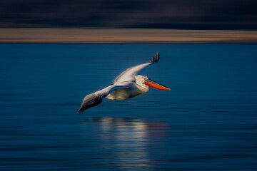Fototapeta na wymiar Slow pan of pelican gliding by lakeside