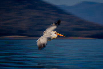 Fototapeta na wymiar Slow pan of pelican gliding around lake
