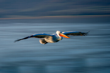 Slow pan of pelican gliding along lakeside