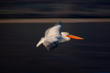Fototapeta na wymiar Slow pan of pelican gliding along beach
