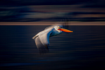 Slow pan of pelican gliding down beach